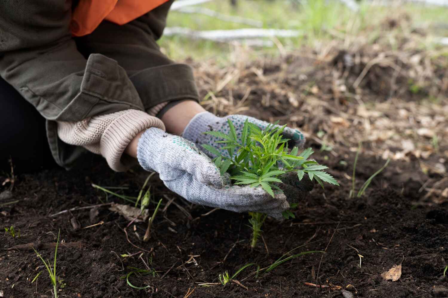 Best Tree Branch Trimming  in Lewiston, MN